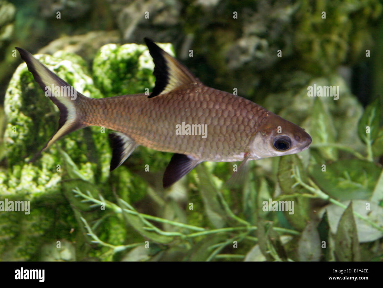 Silber-Hai oder Bala Shark Balantiocheilos Melanopterus Malaysia Stockfoto