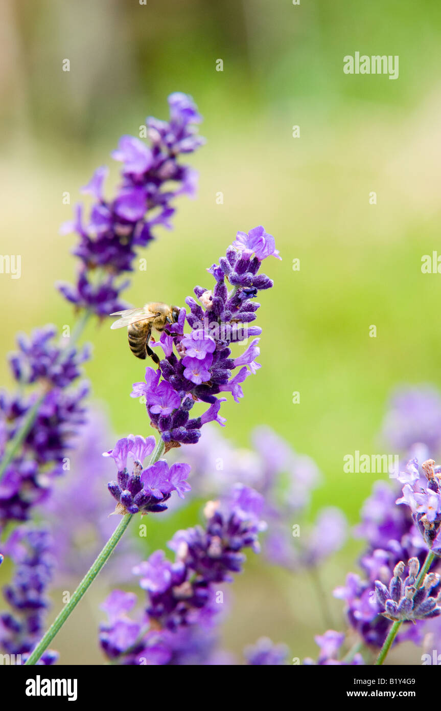 Lavendel (Lavandula Angustifolia Hidcote) und Honey Bee Stockfoto