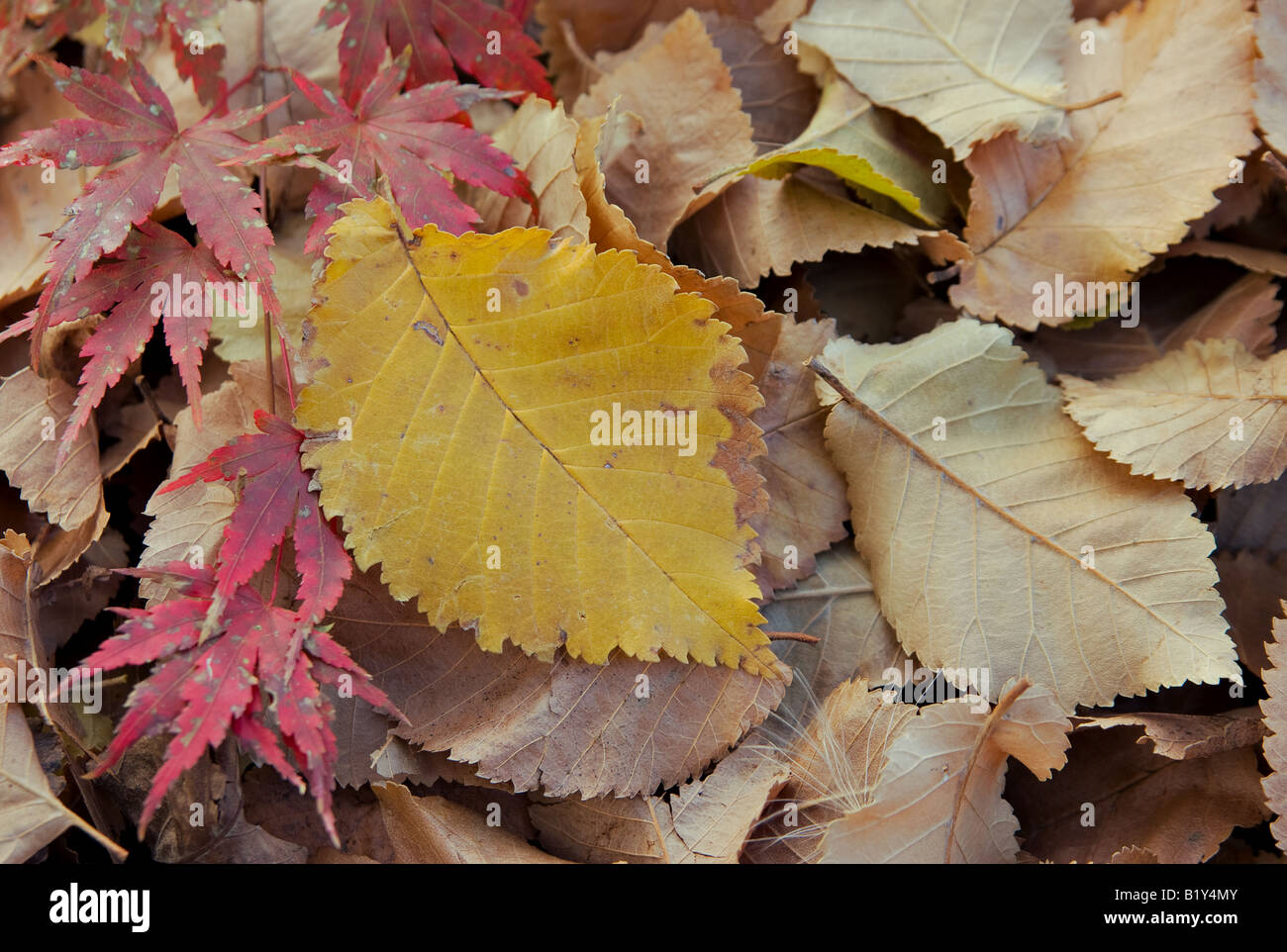 Blätter im Herbst fallen Stockfoto