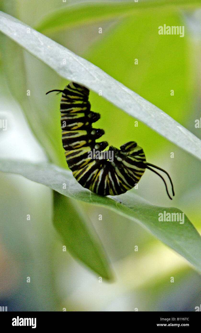 Monarch-Schmetterling Raupe, Danaus Plexippus, Nymphalidae Stockfoto