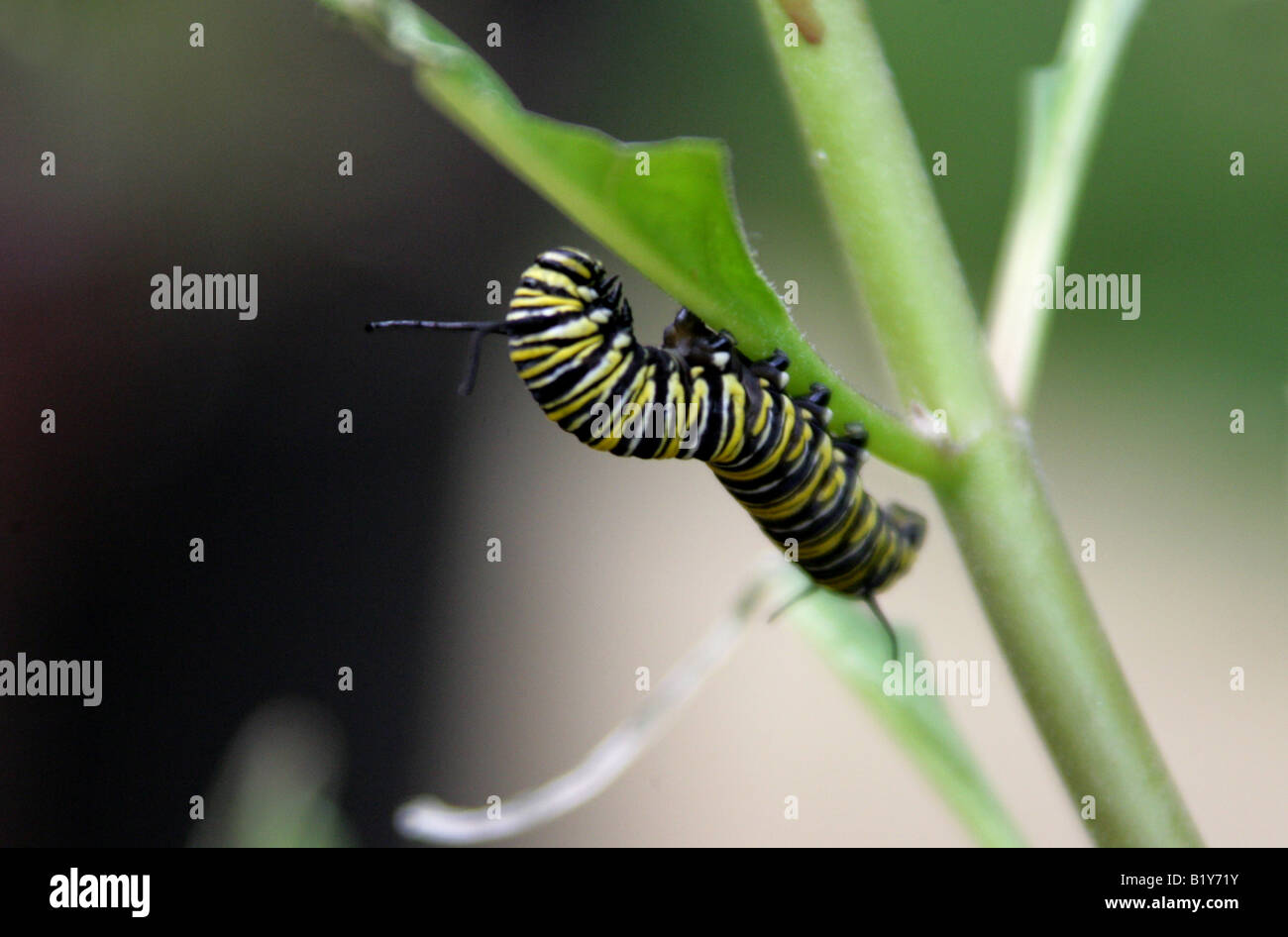 Monarch-Schmetterling Raupe, Danaus Plexippus, Nymphalidae Stockfoto