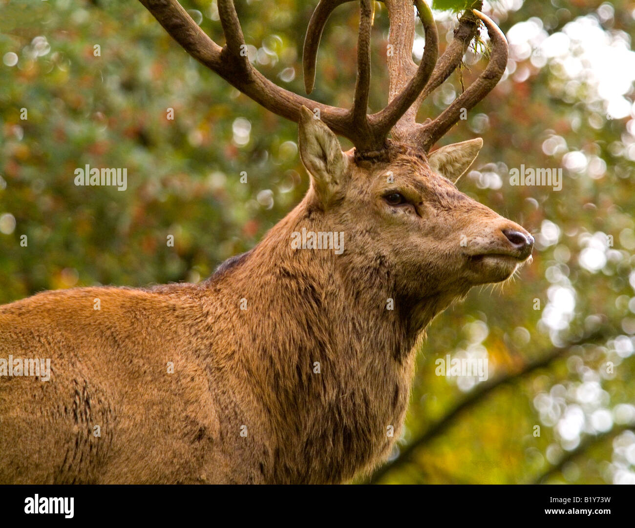 Hirsche in der Brunft, Studley Royal Deer Park, Ripon, Nordyorkshire Stockfoto