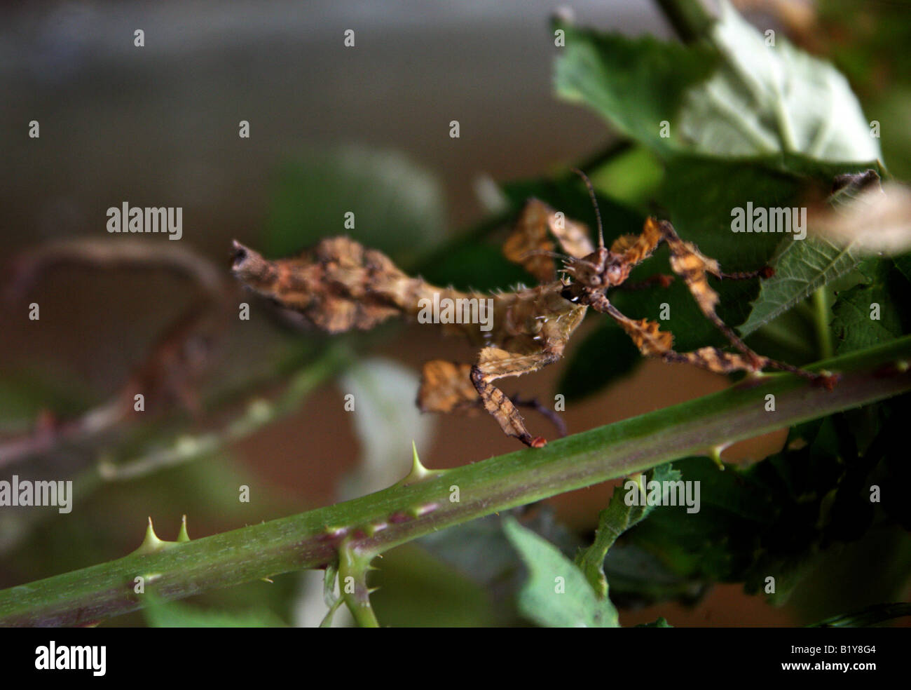 Macleays Gespenst oder riesige stacheligen Stabheuschrecke Extatosoma tiaratum Stockfoto