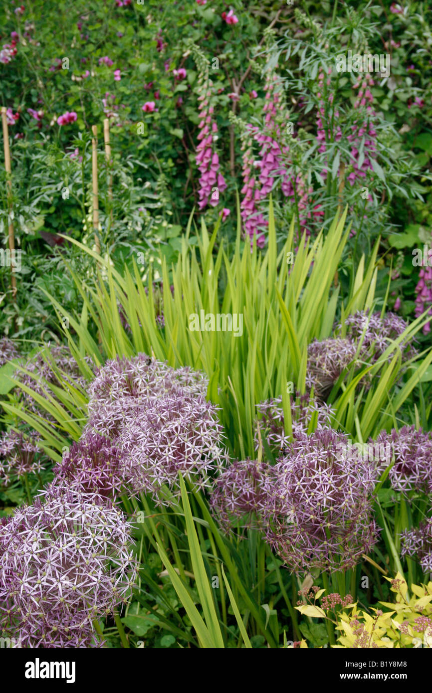 Great Dixter, Northiam, Kent, UK.  Lila Blumen: Allium Christophii und Fingerhut hinter. Stockfoto