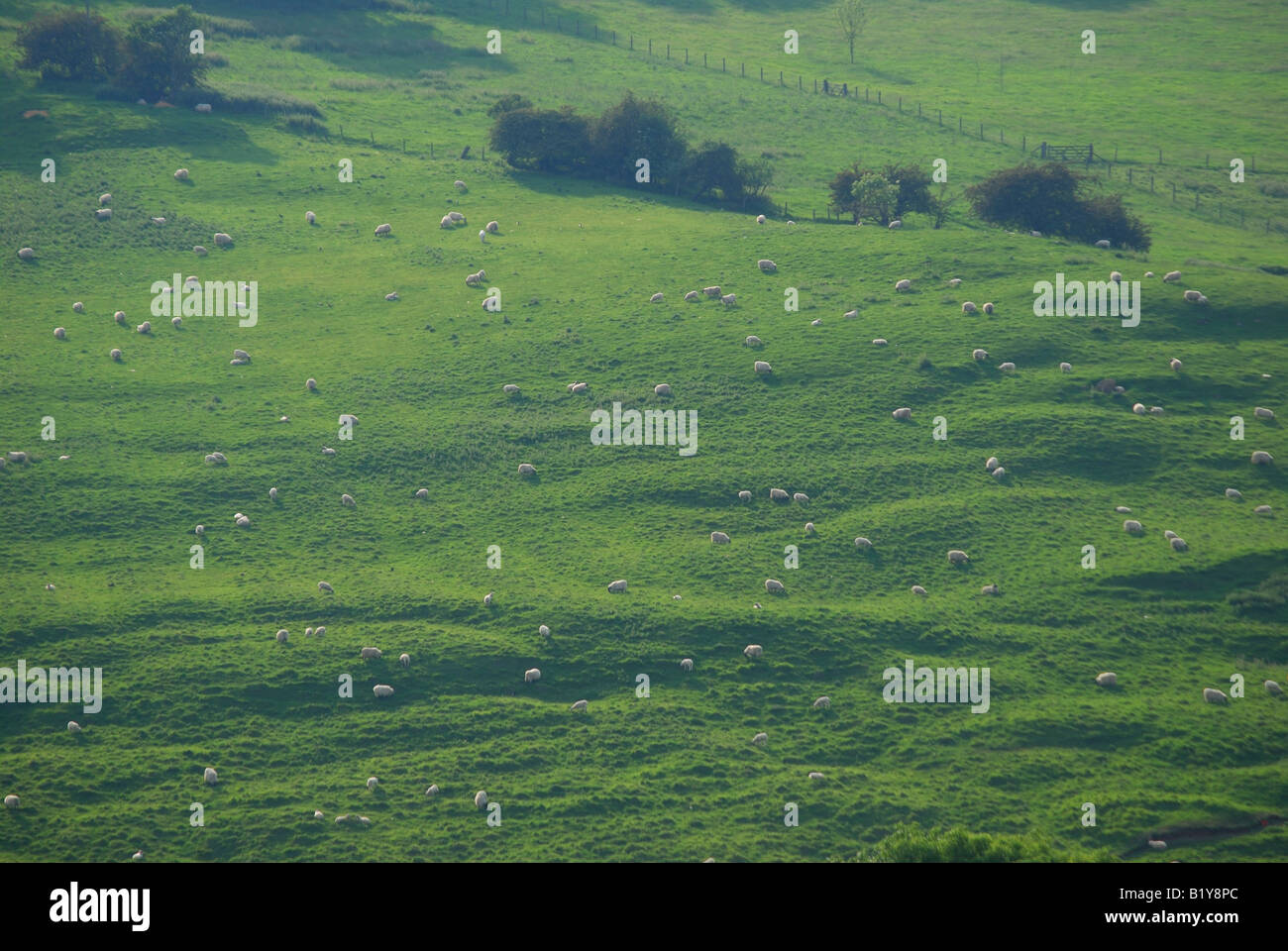Feld mit Schafen, Nr.Chipping Campden, Gloucestershire, England, Vereinigtes Königreich Stockfoto