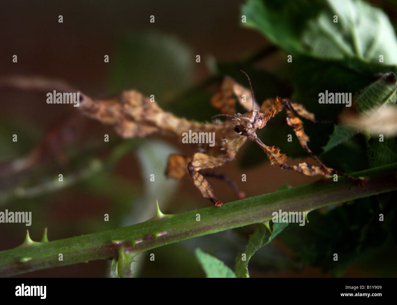 Macleays Gespenst oder riesige stacheligen Stabheuschrecke Extatosoma tiaratum Stockfoto