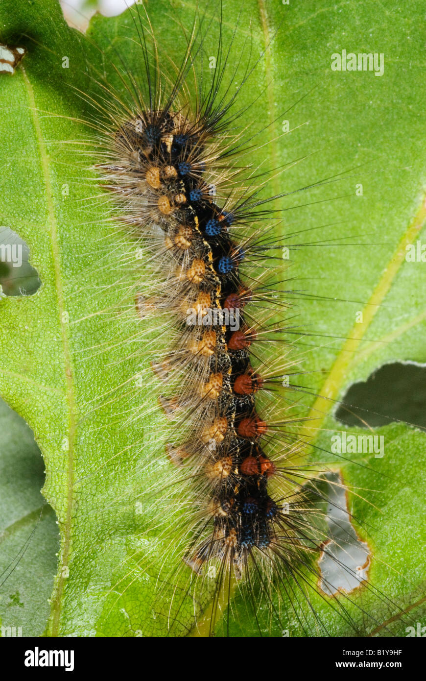 Instar stadium Fotos und Bildmaterial in hoher Auflösung Alamy
