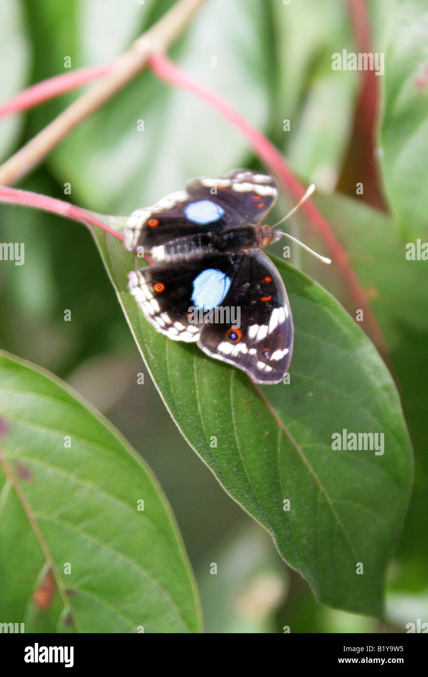 Schwarz Stiefmütterchen Schmetterling, Precis Oinone, Nymphalidae, Afrika Stockfoto
