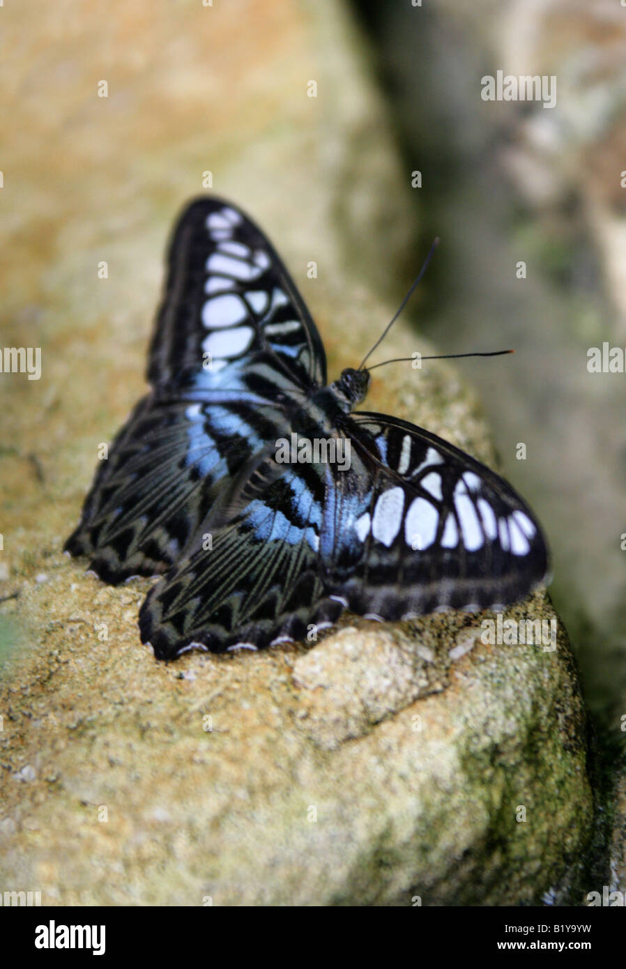 Der blaue Schmetterling Clipper, Parthenos Sylvia Lilacinus, Nymphalidae, Süd-Ost-Asien Stockfoto