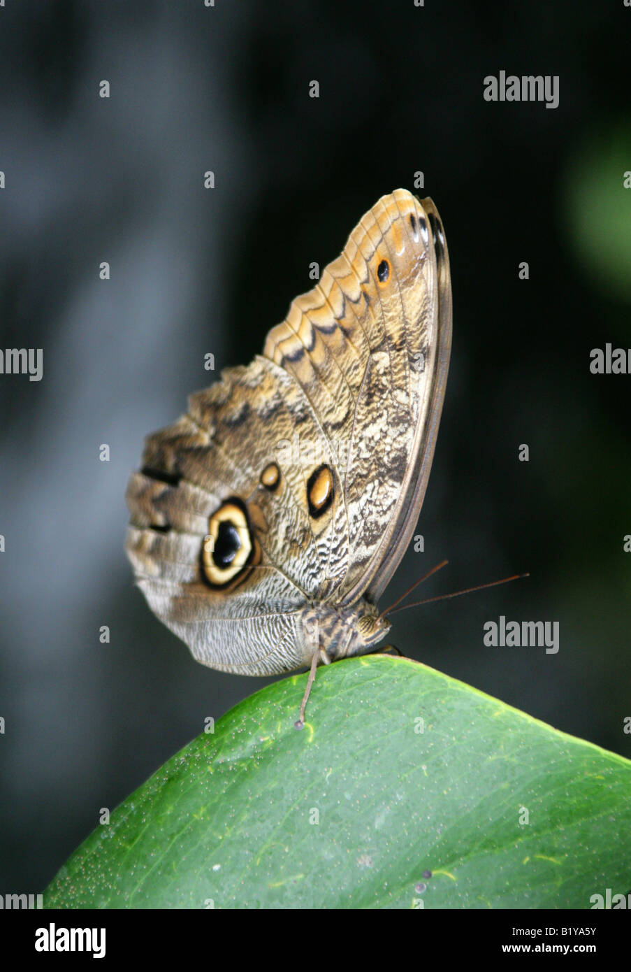 Eule Schmetterling, Caligo Eurilochus, Nymphalidae, tropischen Süd- und Mittelamerika Stockfoto