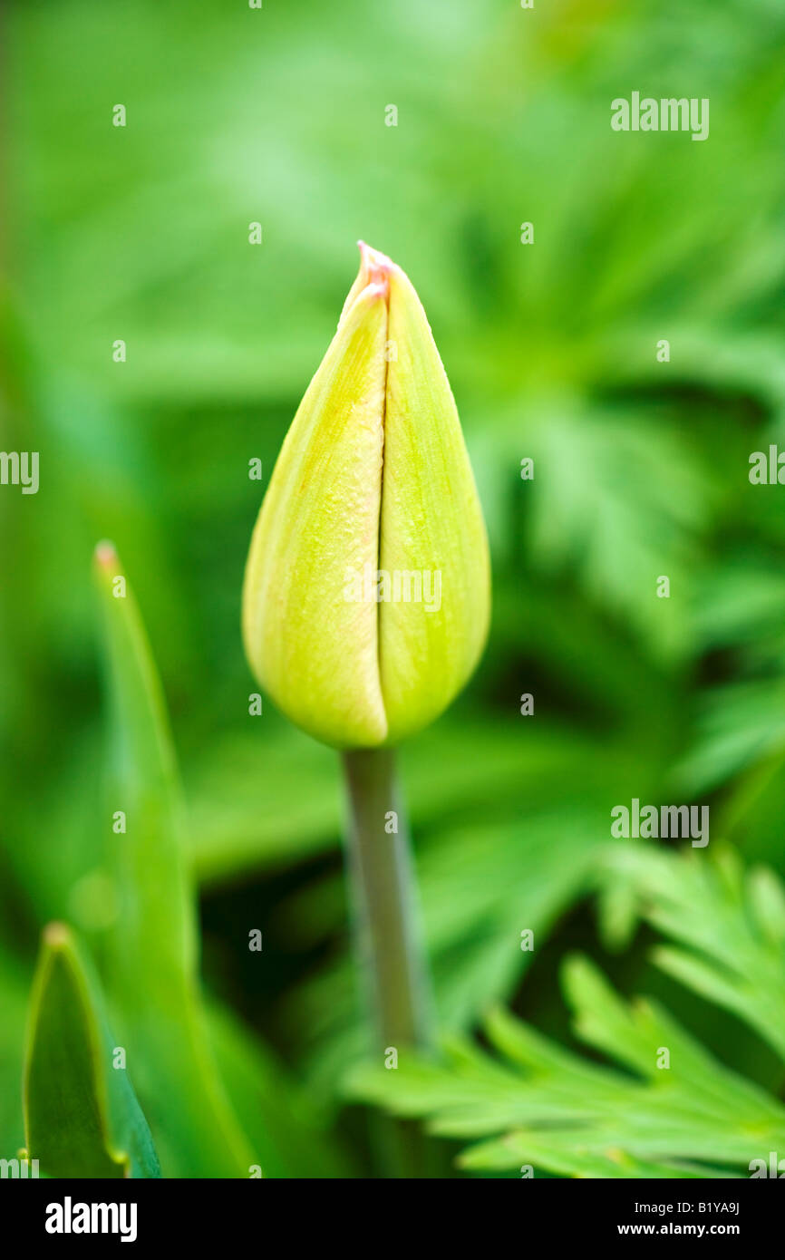 Tulipa 'Apricot Beauty' Stockfoto