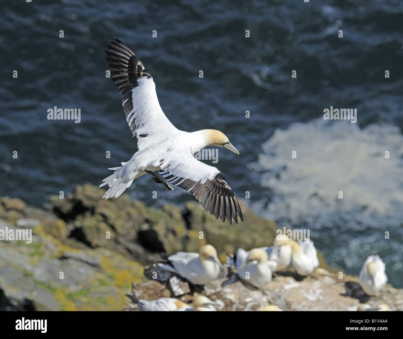 Basstölpel auf Troup Kopf die einzige Festland Brutkolonie im Vereinigten Königreich Stockfoto