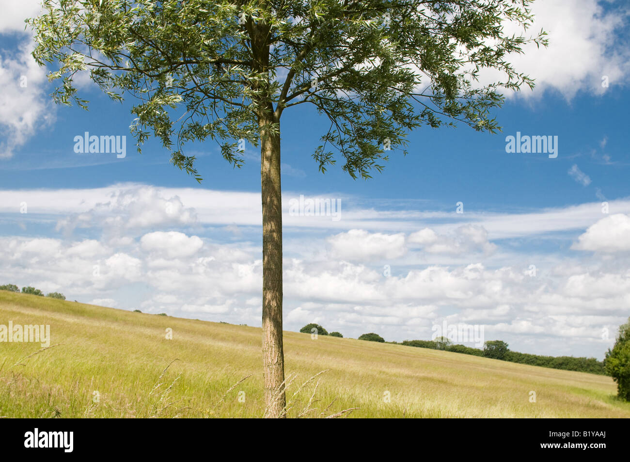 Baum im Sommer Landschaft, Essex. Stockfoto