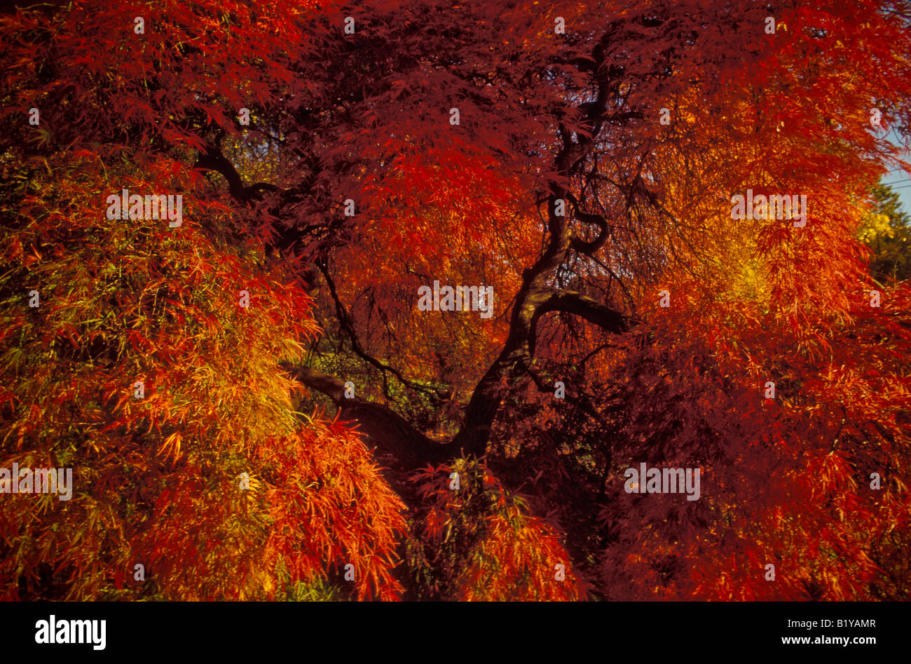 Goldene Platzen der Herbst Herbst Laub Farbe japanischer Ahorn Stockfoto