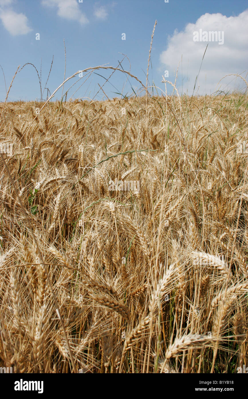 Feld des Kornes im Monferrato. Cocconato, Piemonte. Stockfoto