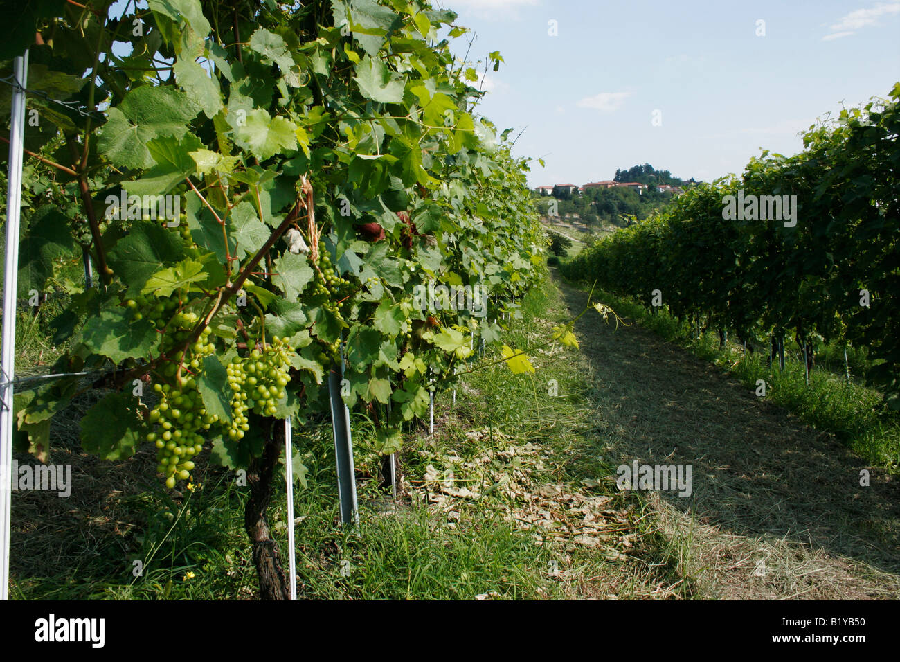 Weinberge-Zeilen in Monferrato.  Cocconato, Asti, Piemont, Italien Stockfoto