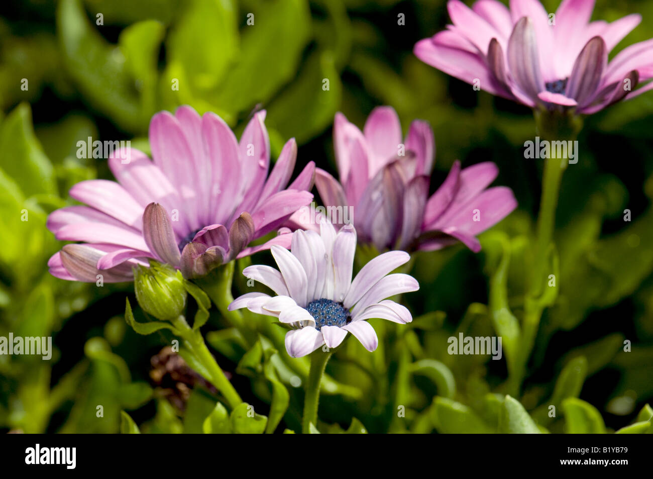 Blauäugige afrikanischen Margeriten in einem Blumenbeet. Closeup. Oklahoma, USA. Stockfoto