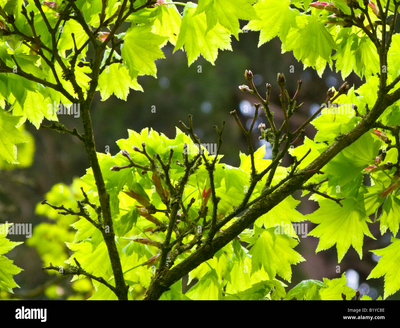 Japanischer Ahorn. Acer Shirasawanum 'Aureum' Stockfoto