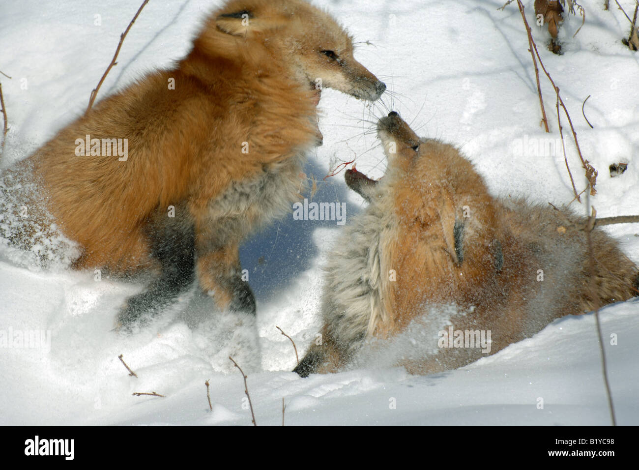 Zwei Rotfuchs Vulpes Vulpes spielen im Winter einstellen Nordamerika Stockfoto
