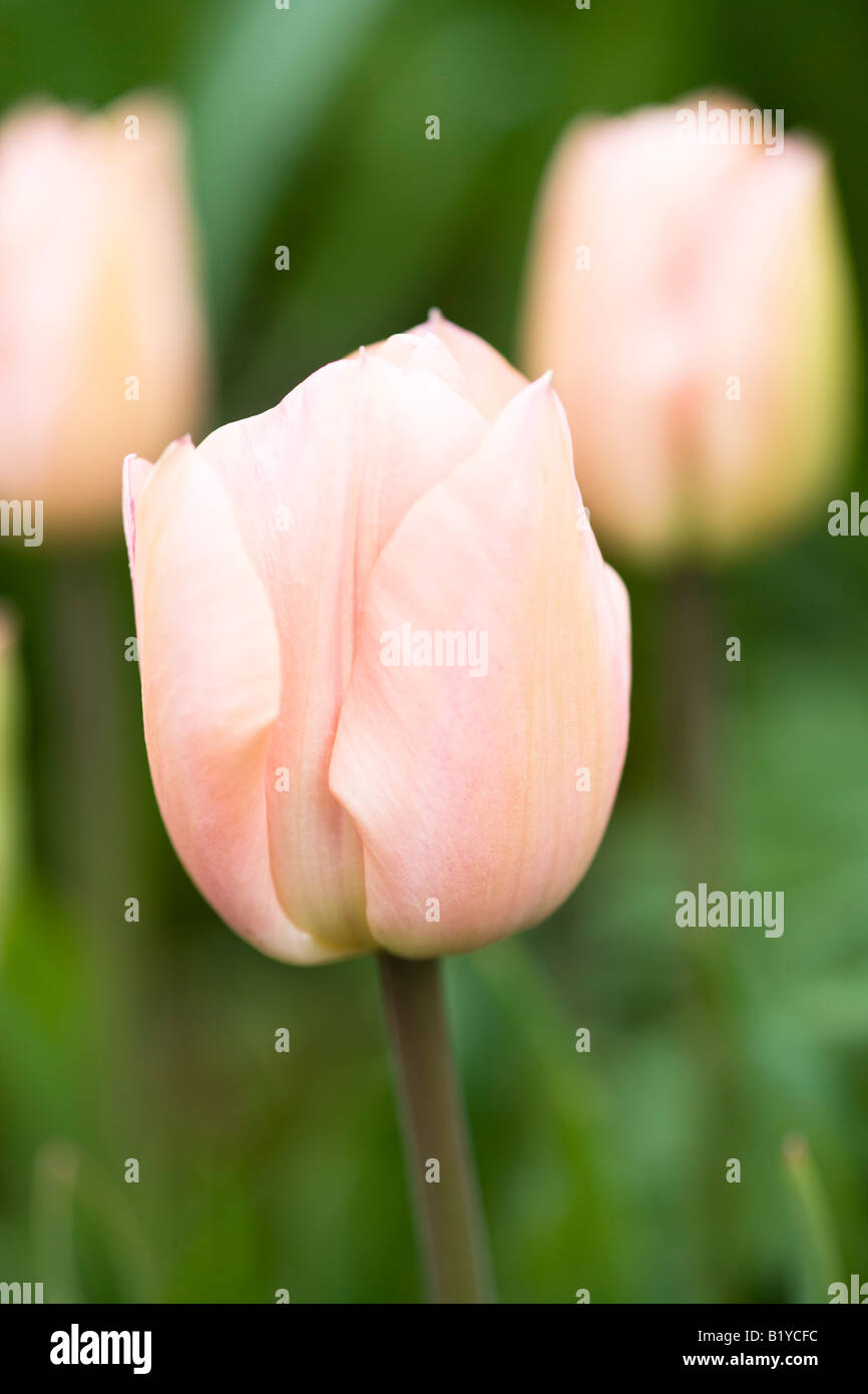 Tulipa 'Apricot Beauty' Stockfoto