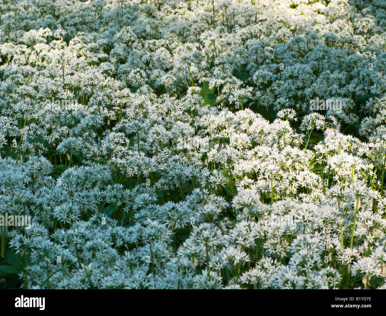 Heimischen Wäldern mit Bärlauch in voller Blüte Stockfoto