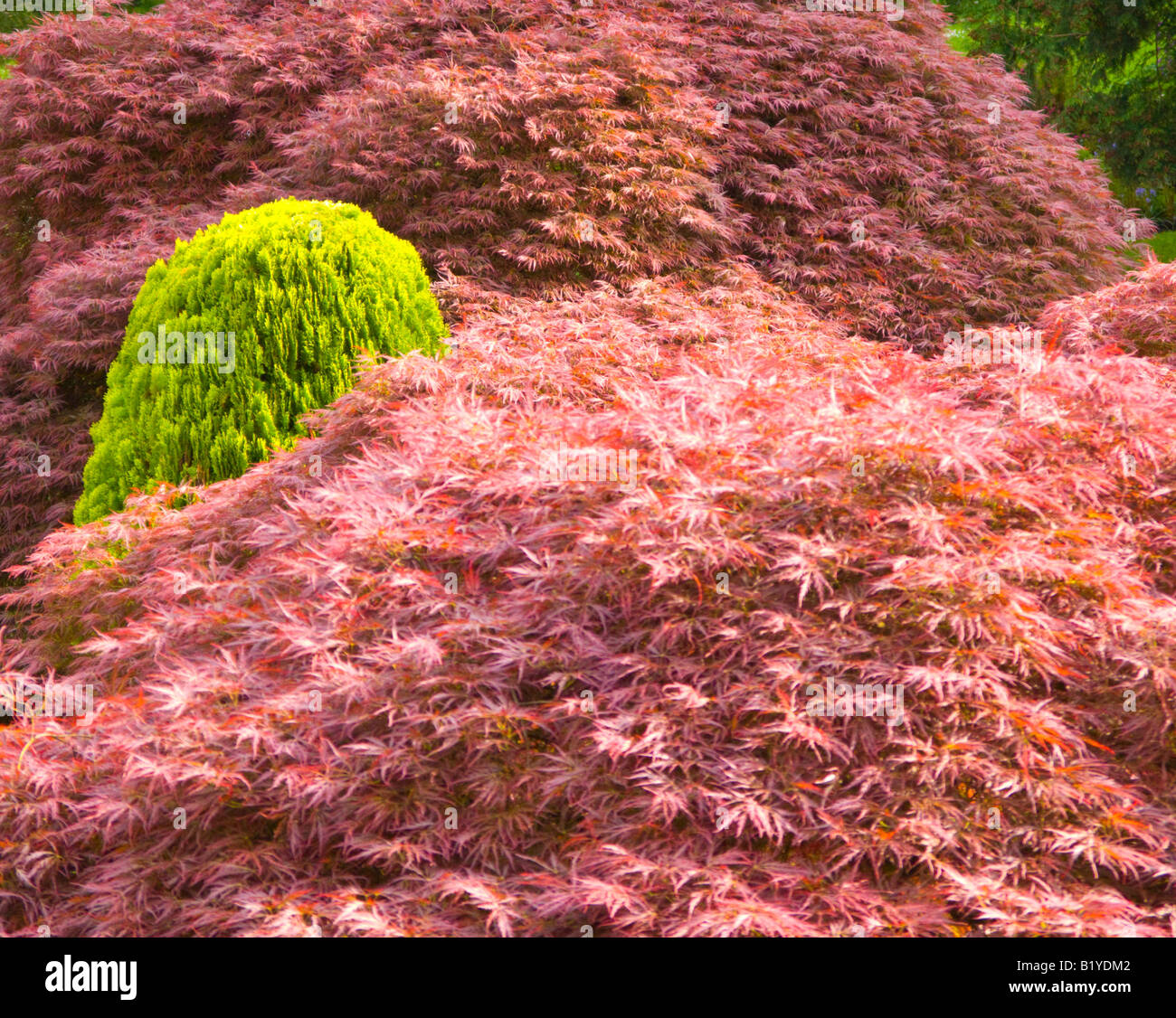 Japanische Acers mit einem kleinen Nadelbaum Stockfoto