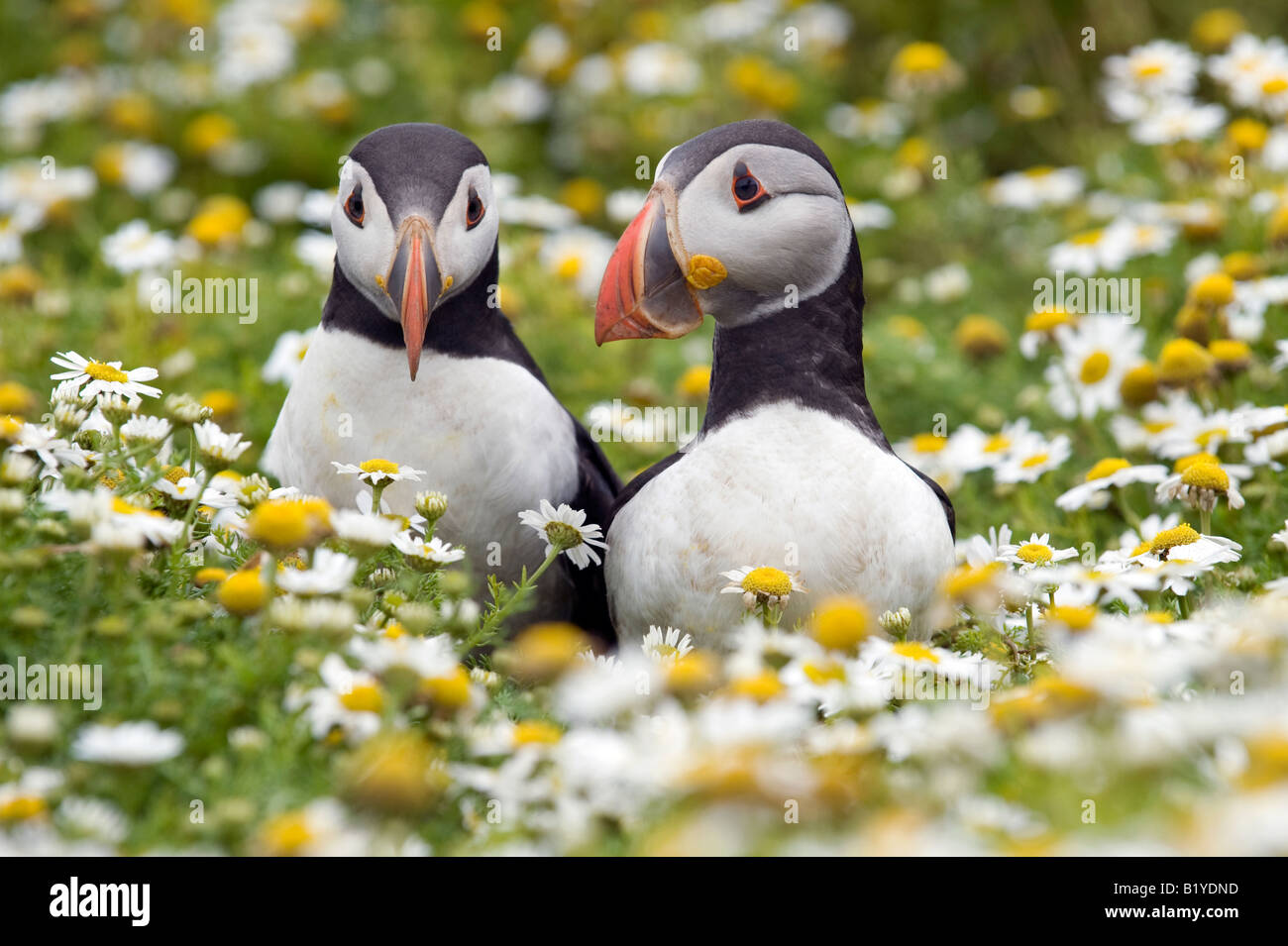 Fratercula Arctica. Papageitaucher im Meer Mayweed auf Skomer Island, Wales Stockfoto