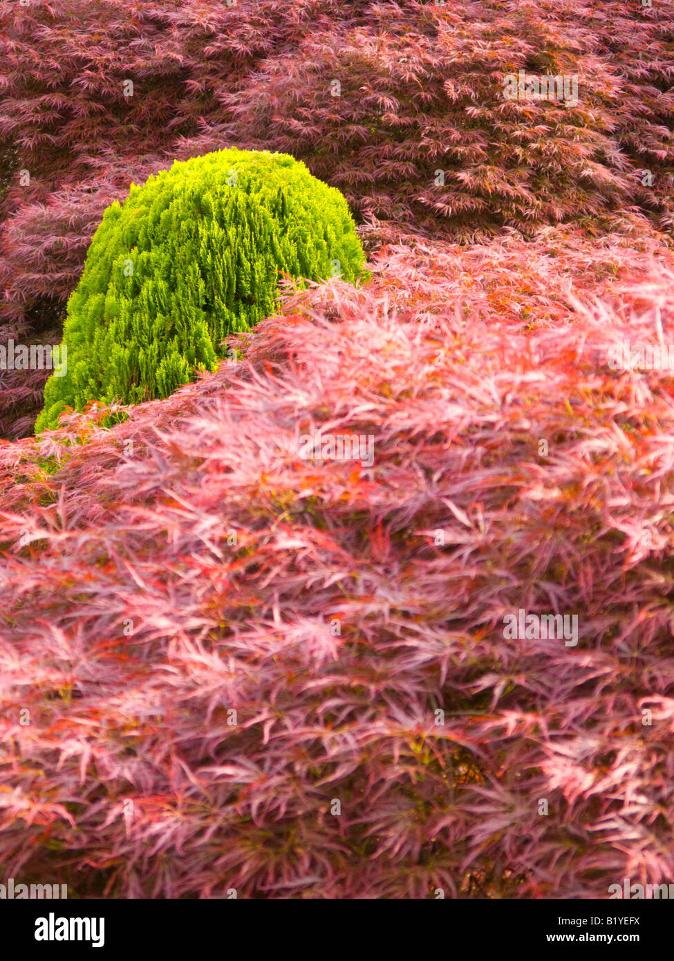 Japanische Acers mit einem kleinen Nadelbaum Stockfoto