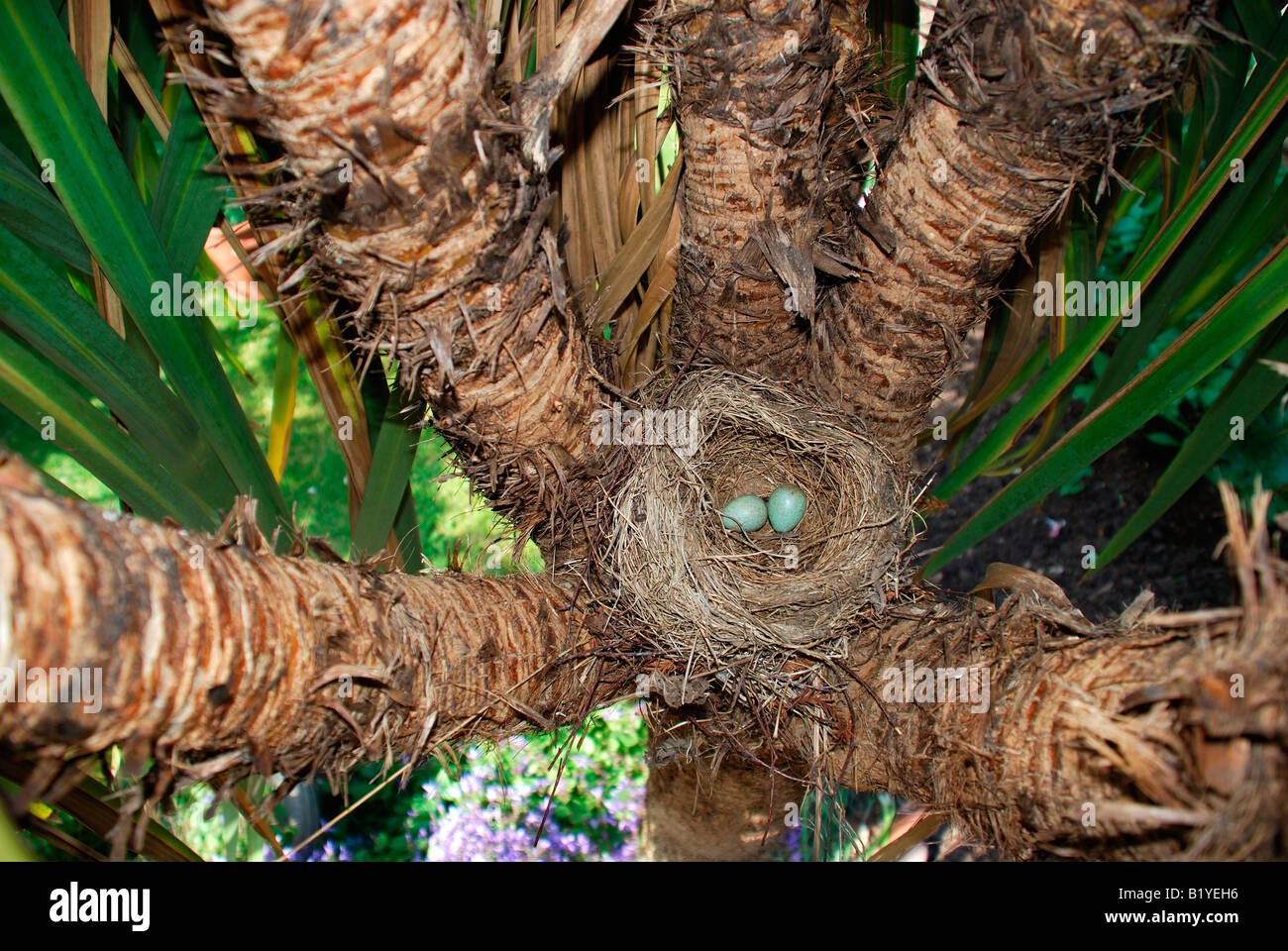 Vögel nisten in Baum mit zwei blauen Eiern. Stockfoto
