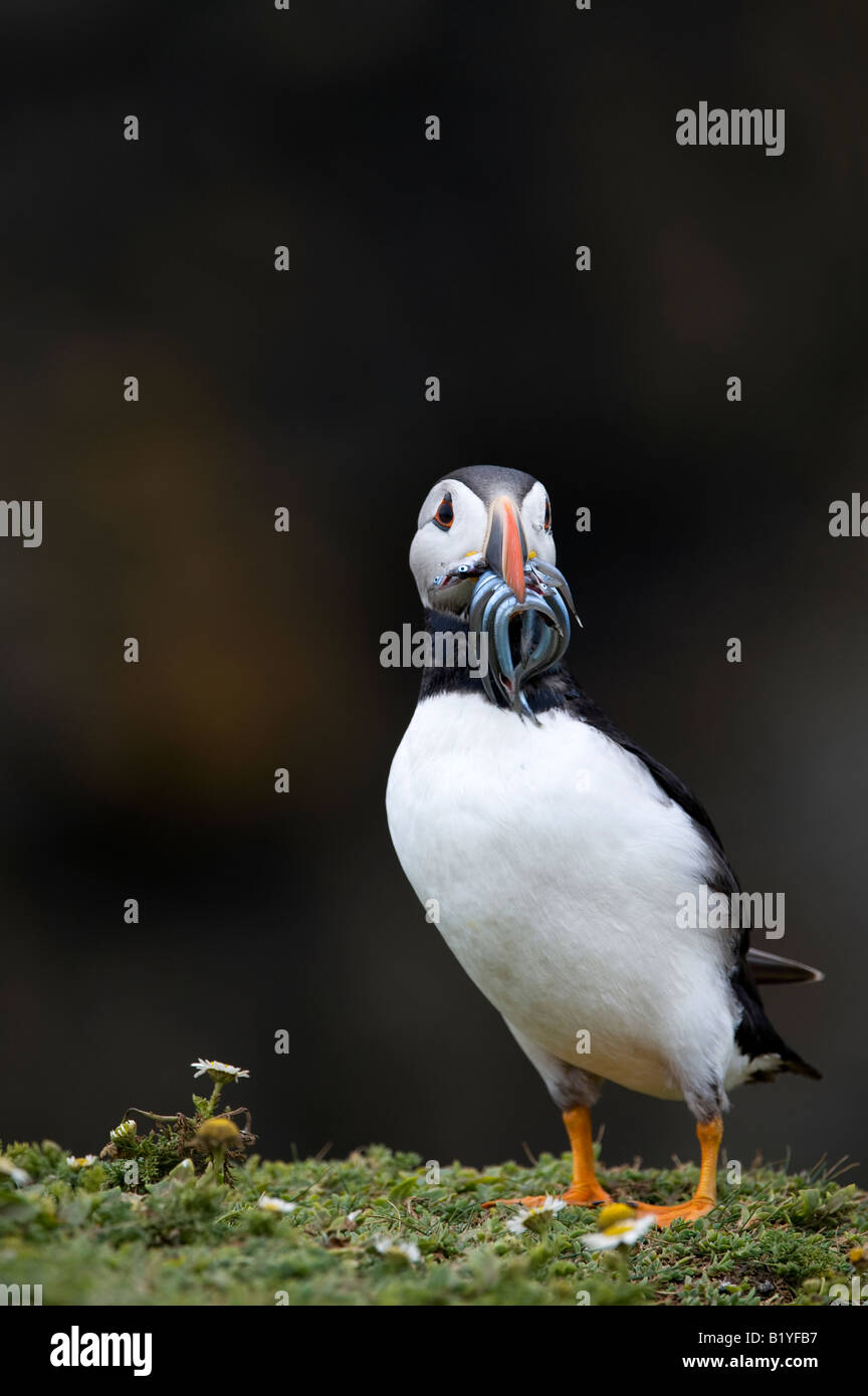 Fratercula Arctica. Papageitaucher mit Sandaal auf einer Klippe auf Skomer Island, Wales Stockfoto