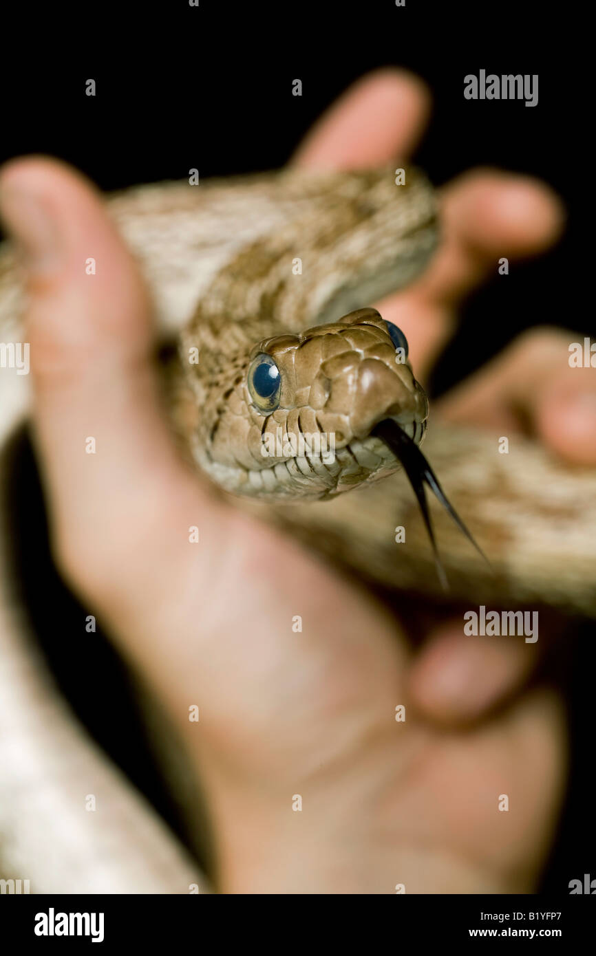Nahaufnahme des Kopfes einer Stierschlange mit strukturierten Schuppen, durchdringenden Augen und kräftigem Kiefer in beeindruckenden Reptiliendetails. Stockfoto