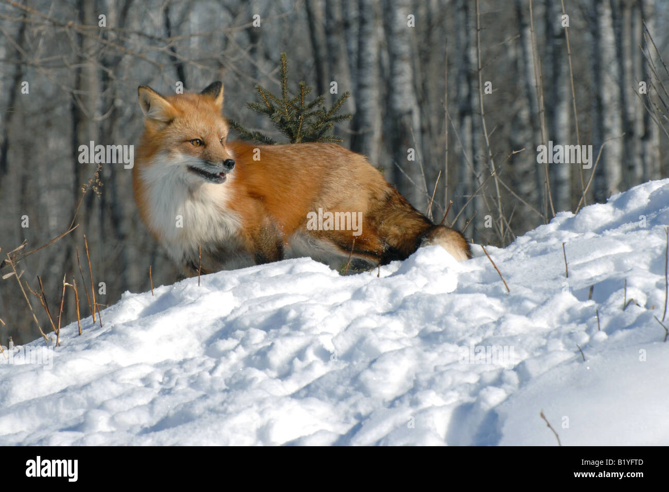 Rotfuchs Vulpes Vulpes Jagd im Winter einstellen Nordamerika Stockfoto