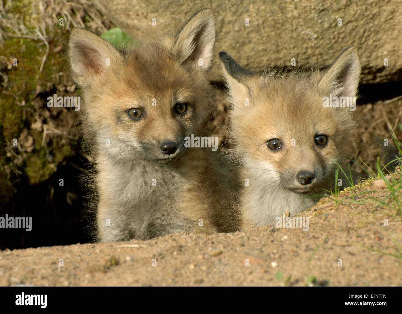 Red Fox Kits Vulpes Vulpes spähen aus Den Spring-Nordamerika Stockfoto