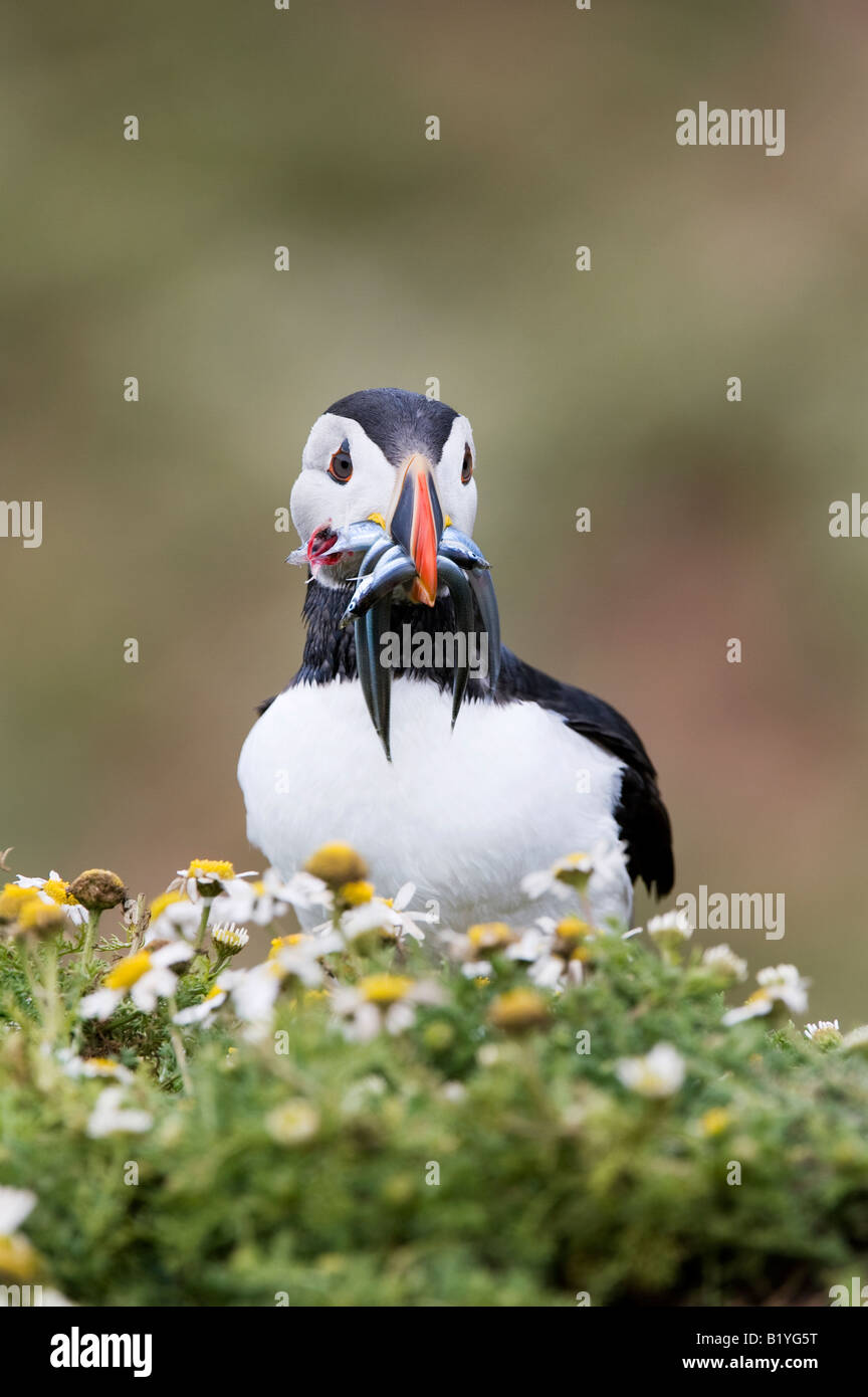 Fratercula Arctica. Papageitaucher mit Sandaal auf einer Klippe auf Skomer Island, Wales Stockfoto