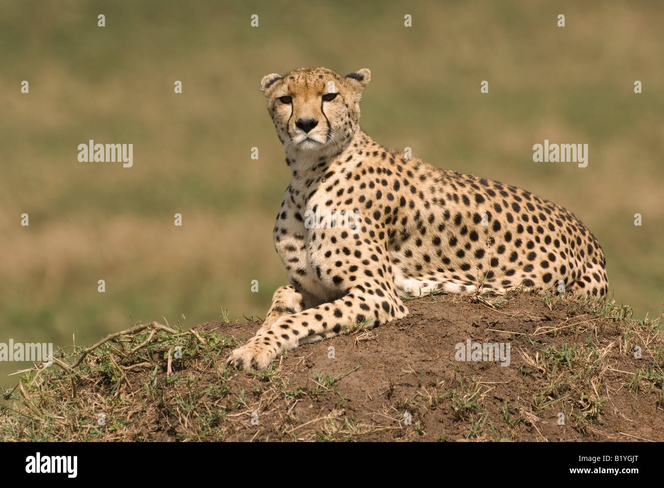 Gepard, Kenia, Afrika Stockfoto