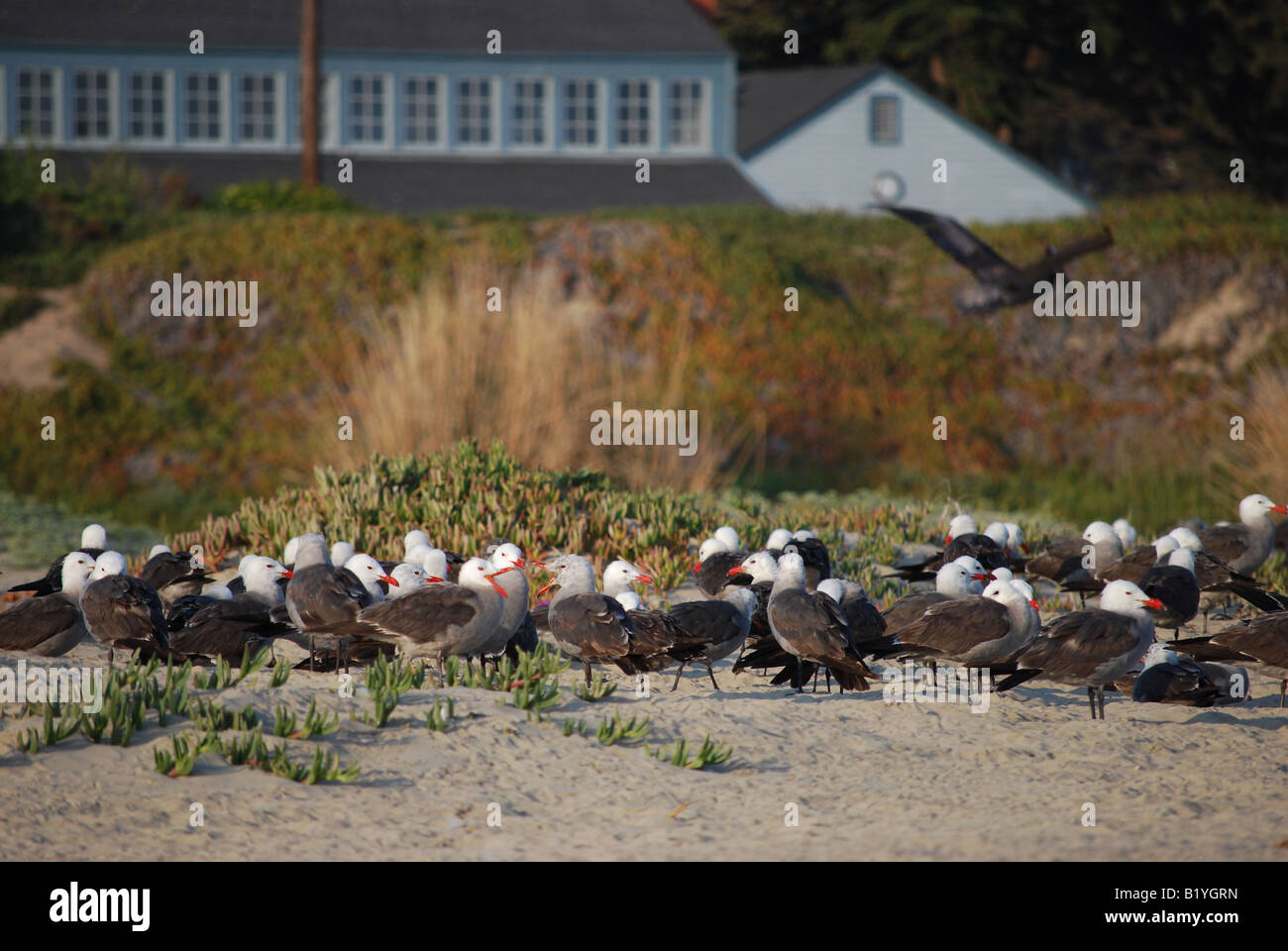 Herde von Möwen (Larus Californicus) an einem Strand Stockfoto