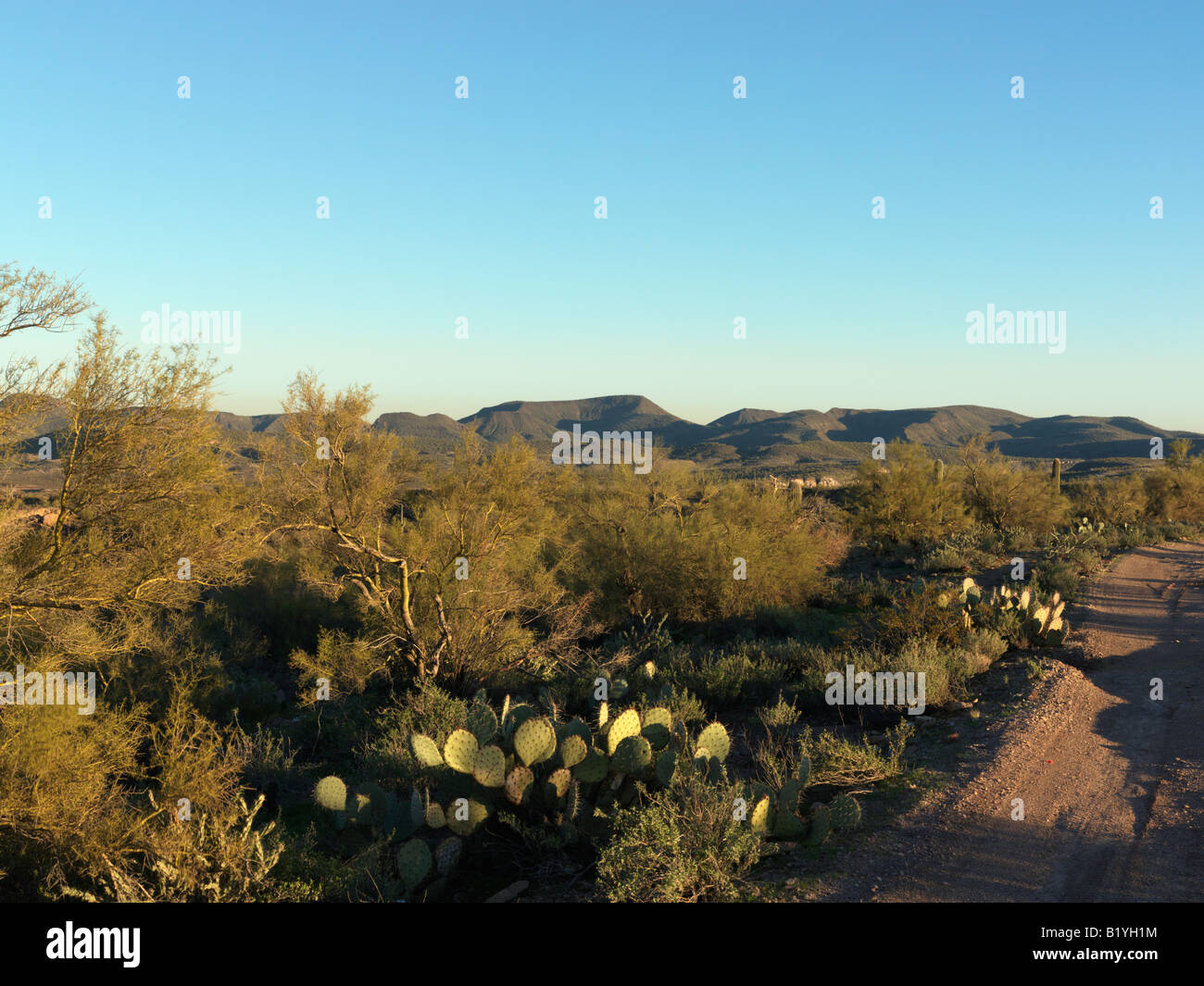 Der Wüste von Arizona nördlich von Lake Pleasant Erholungsgebiet an einem späten Januarnachmittag. Stockfoto