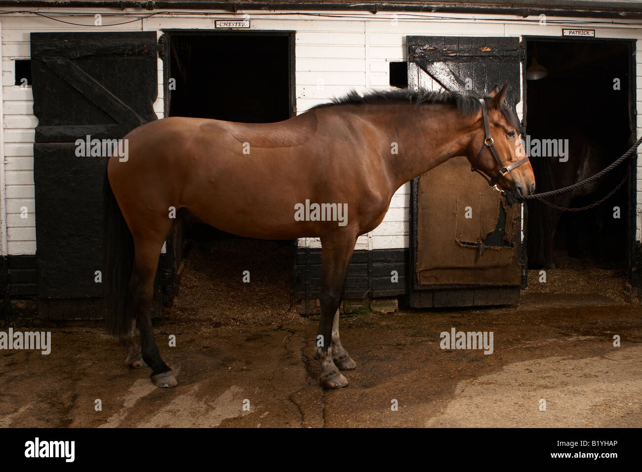 Pferd im Stall Stockfoto