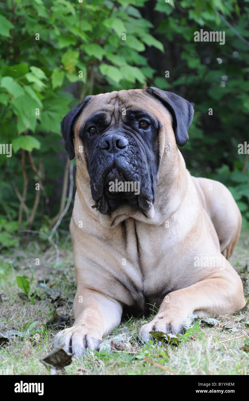 Eine schöne Beige / Fawn Bullmastiff (männlich) liegen auf einer Wiese starrte intensiv auf etwas in der Ferne. Stockfoto