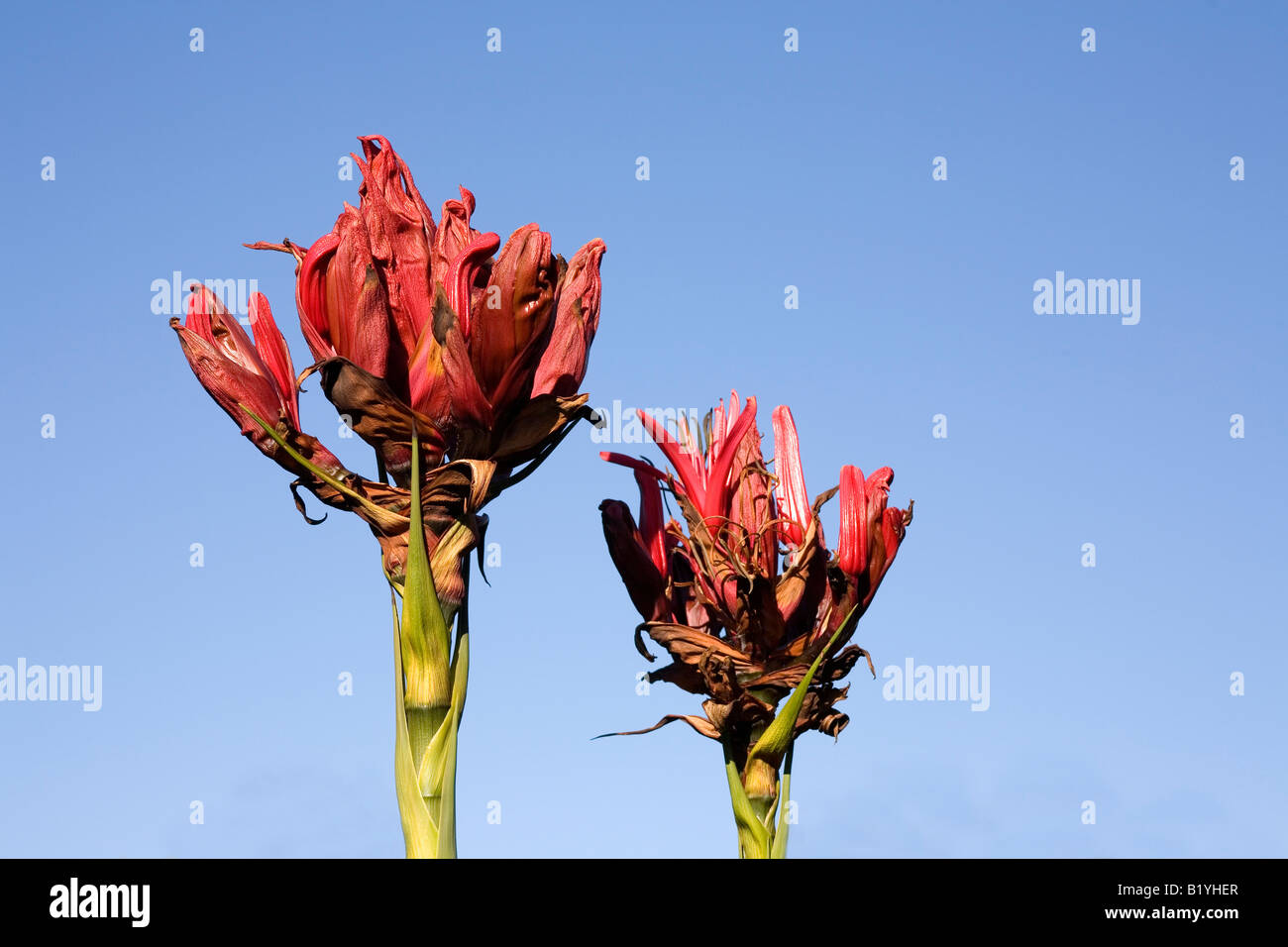 Gymea Lilien, Doryanthes Excelsa, sind spektakuläre australischen einheimischen Pflanzen mit großen kompakte Köpfe mit roten Blüten Nektar gefüllt Stockfoto