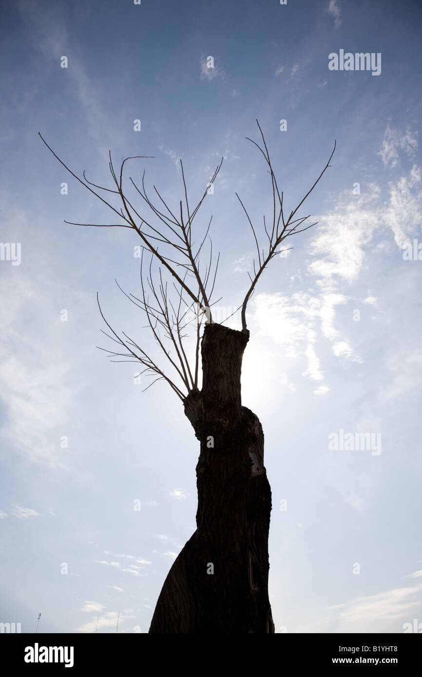 Baum-Stamm-Silhouette Stockfoto