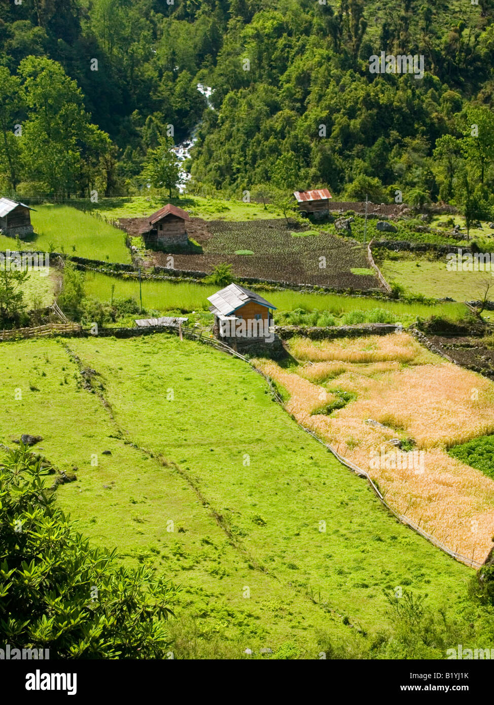 Weizen und Hirse Felder in Nord-Sikkim in Indien Stockfoto