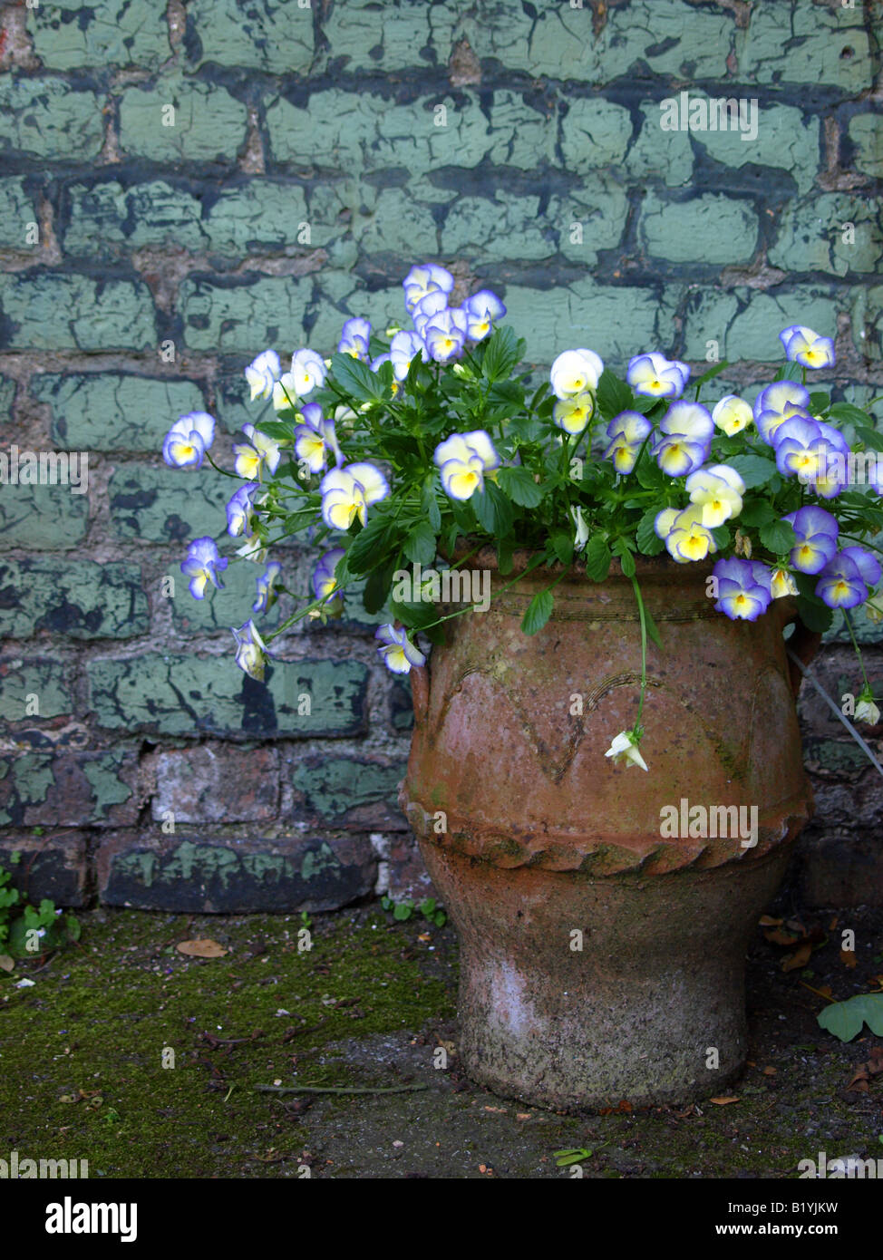 Blumen in alten Terrakotta-Topf in einem rustikalen Rahmen Stockfoto