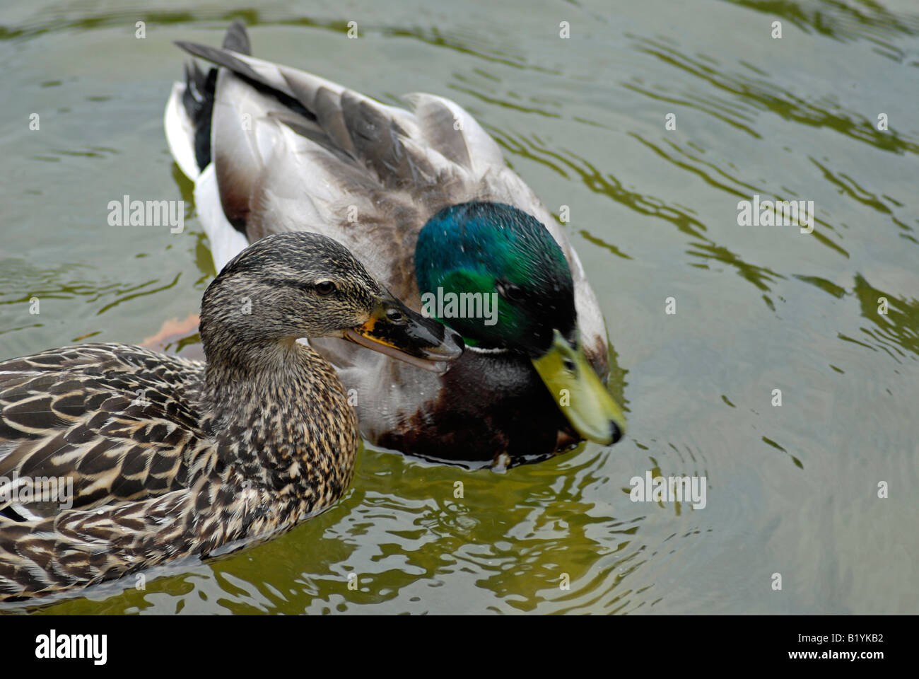 Männliche und weibliche Stockente Stockfoto