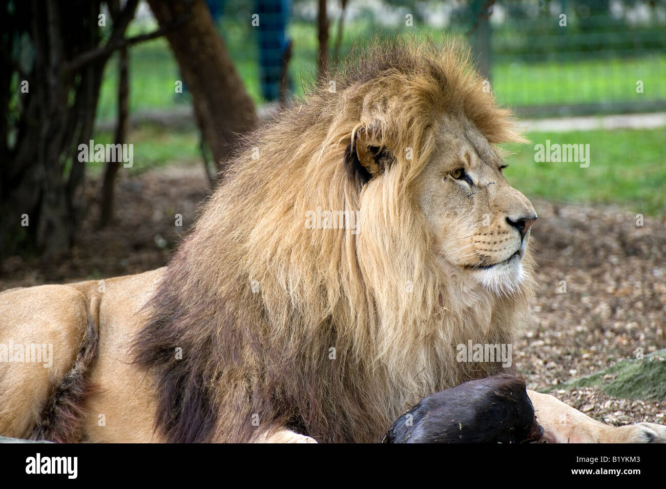 Afrikanischer Löwe Stockfoto