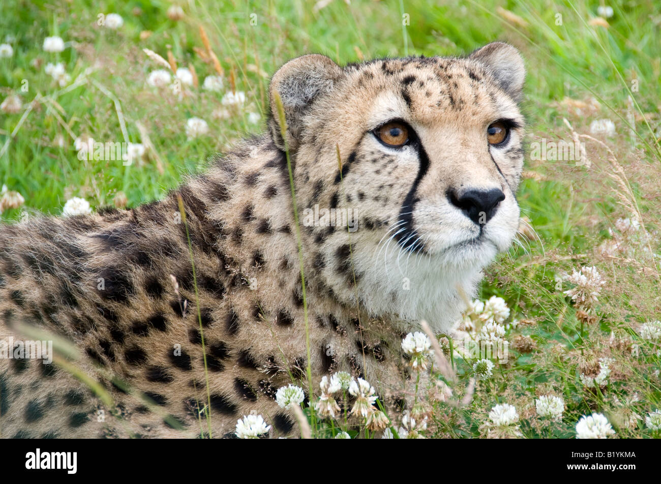 Männliche Geparden - Acinonyx jubatus Stockfoto