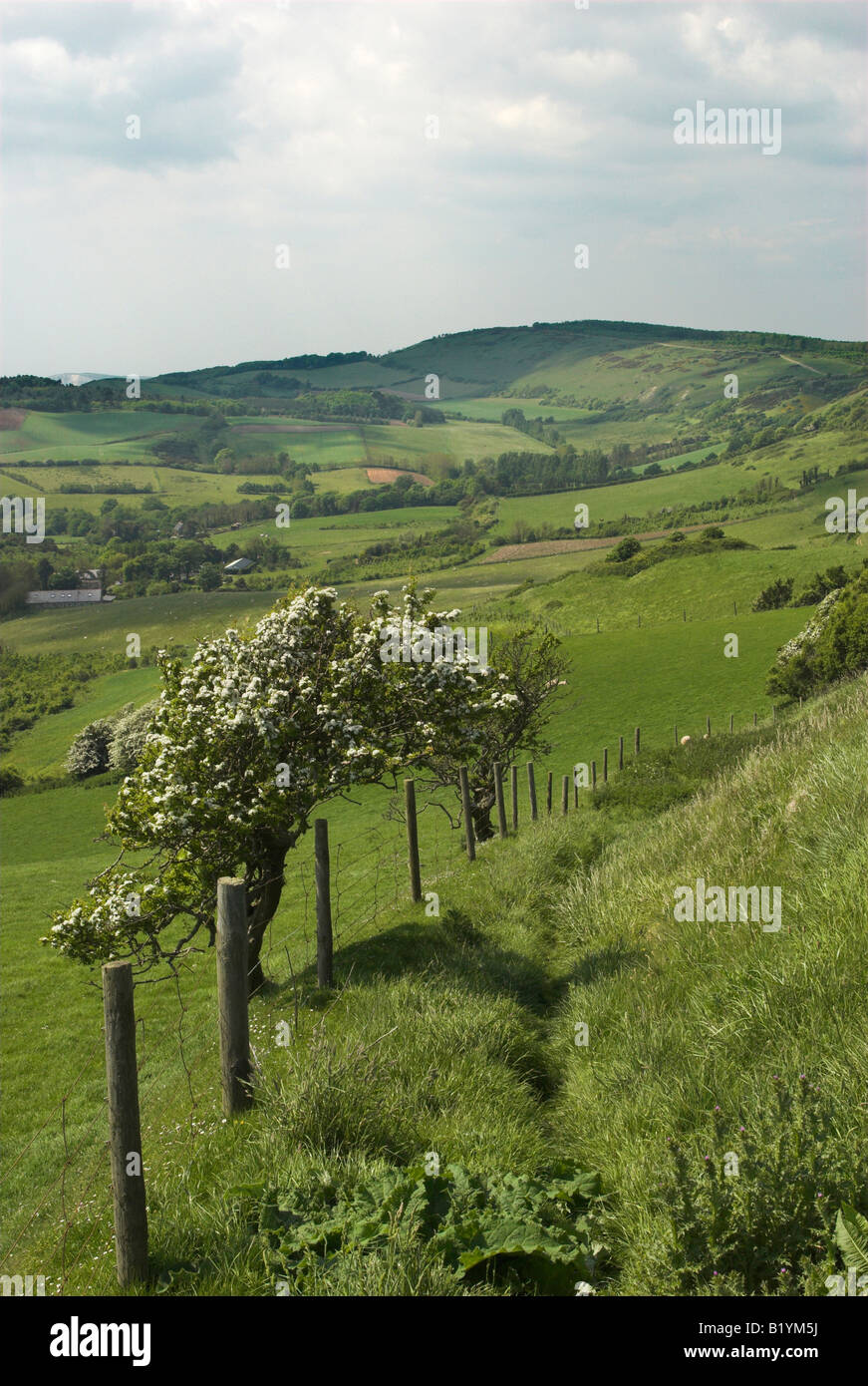 Blick nach Westen von Limerstone nach unten in Richtung Westover Down über Mottistone auf der Isle Of Wight. Stockfoto