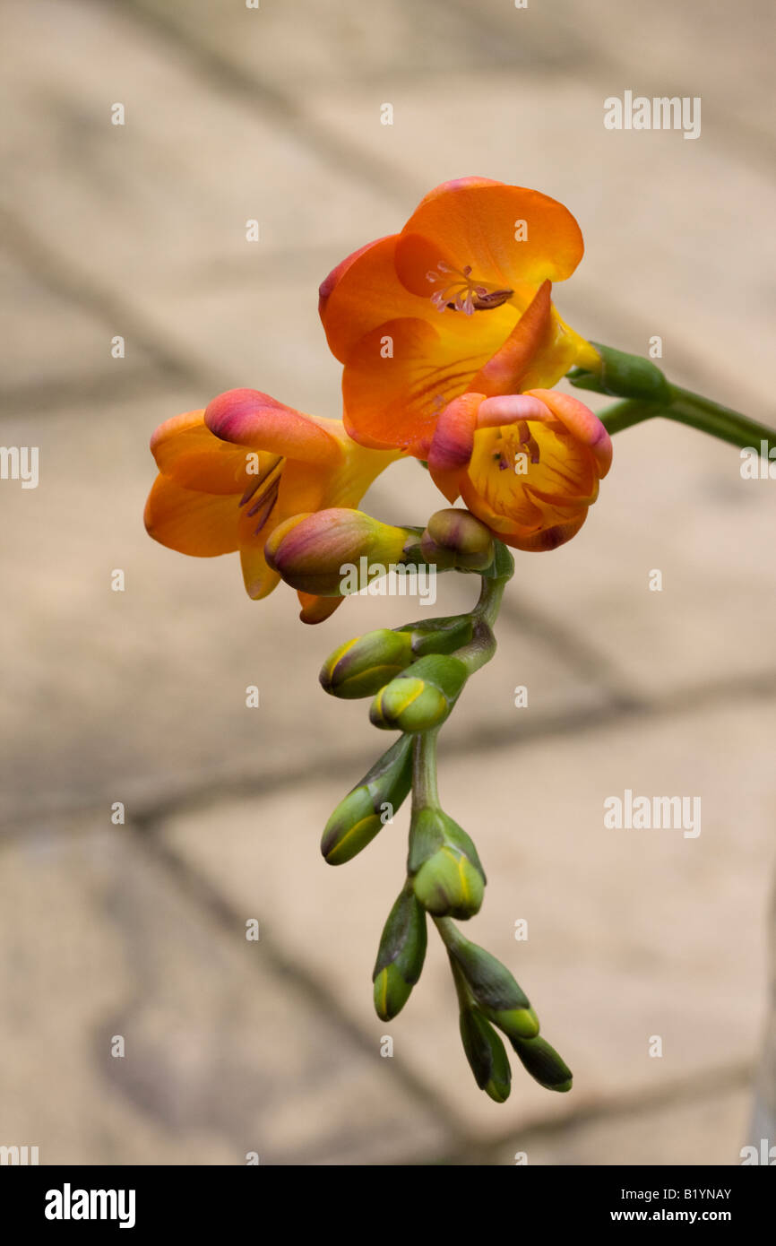 Orange und rosa Freesia Blumen und Knospen auf einzelne Stamm Stockfoto