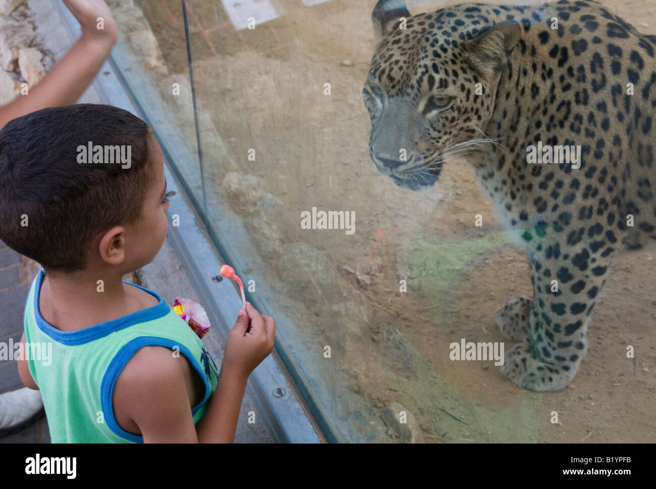 Israel Jerusalem biblischen Zoo Familie zoologischen Gärten junges Kind mit Lollipop in einem Leoparden beobachten Stockfoto