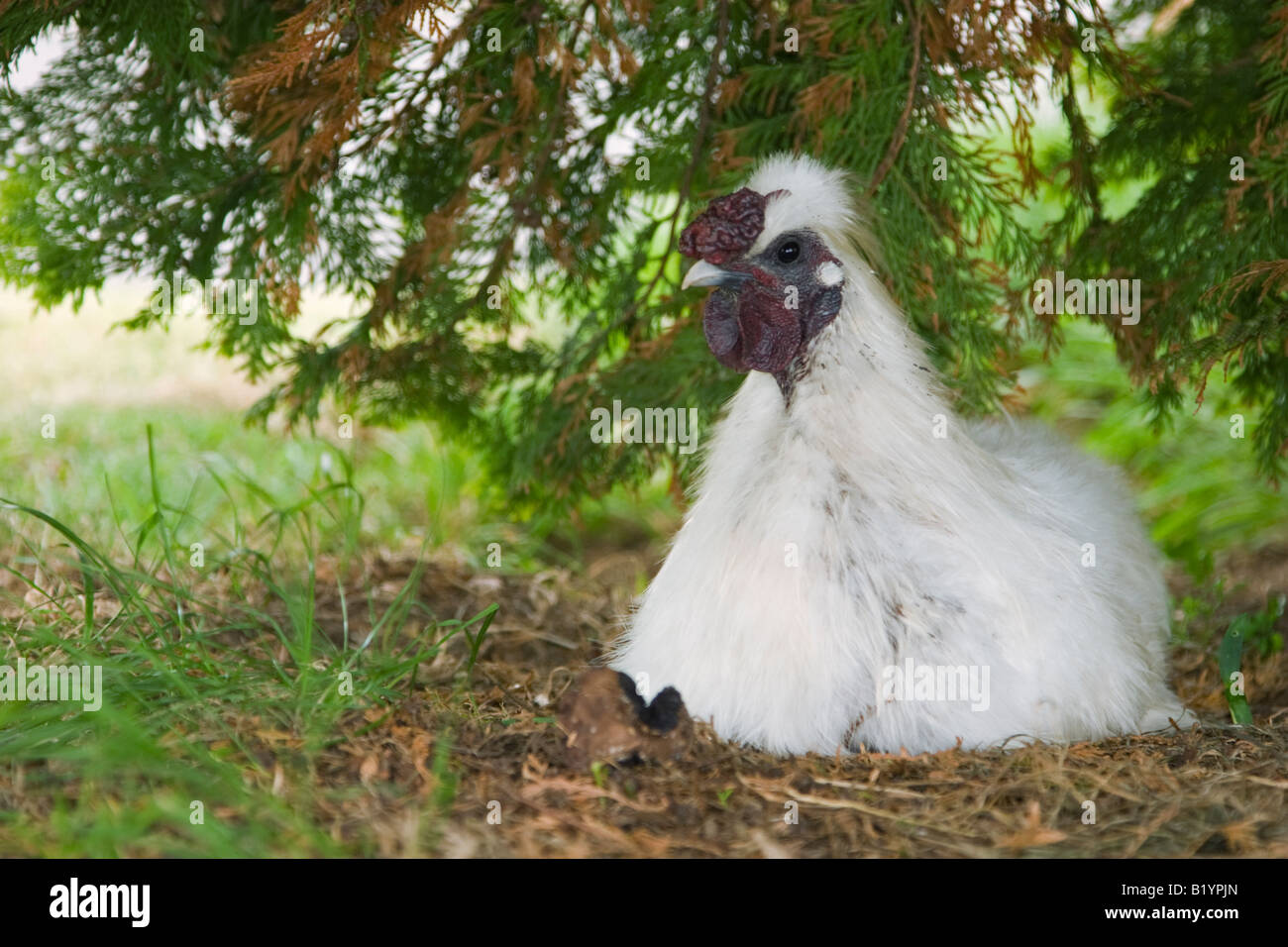 Weißes Huhn unter einer Tanne Stockfoto